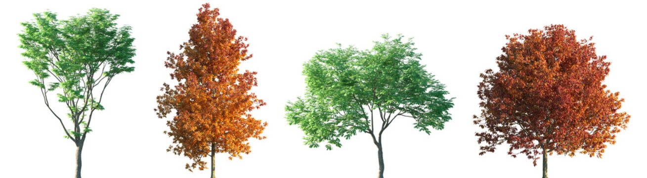 Set of summer Acer palmatum and autumn Fraxinus americana frontal street trees isolated png in sunny daylight on a transparent background perfectly cutout