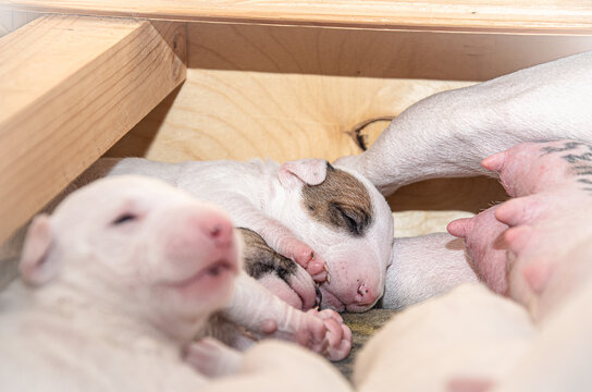 Newborn miniature bull terrier puppies sleep and feed next to their mother dog in their house.