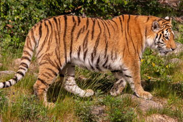 Obraz premium Tiger walking
