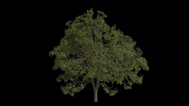 European Ash Tree Swaying in Wind Loop Animation with Alpha Channel. Wind Blows The Common Ash Tree. Fraxinus Excelsior Tree Leaves Swaying. Animated Tree Branches Moving in Breeze. Transparent BG. Lo