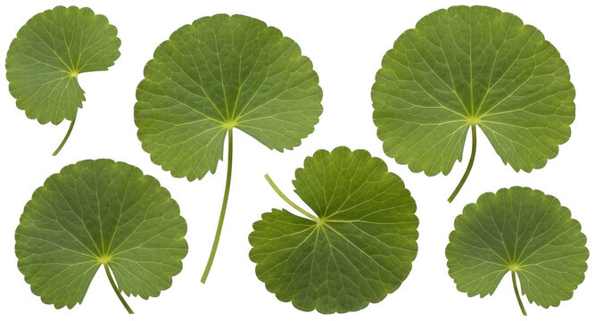 Vibrant green Gotu Kola leaves with circular shapes and natural vein details isolated transparent background image