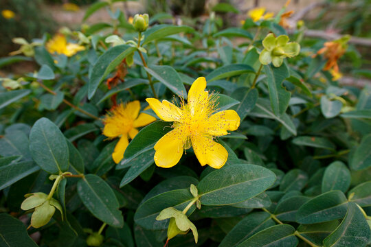 Close-up of Hypericum flowers.