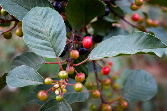 Close-up of Frangula alnus berries and foliage.