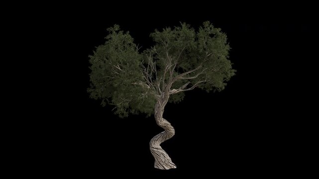 Utah Juniper Tree Swaying in Wind Loop Animation with Alpha Channel. Wind Blows The Sabina Tree. Juniperus Osteosperma Tree Leaves Swaying. Animated Tree Branches Moving in Breeze. Transparent BG. Loo