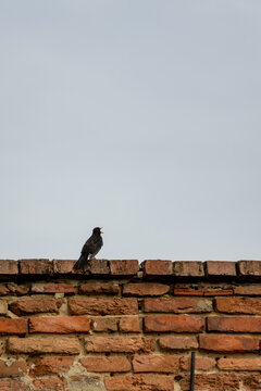 Blackbird perched on brick wall against clear sky