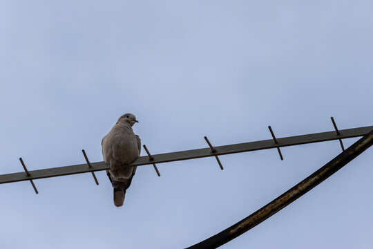 Dove perched on antenna against cloudy sky