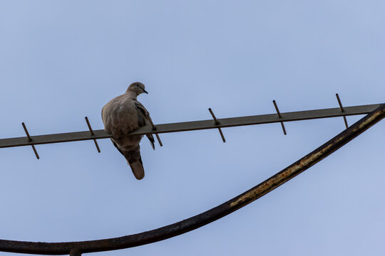 Dove perched on television antenna against blue sky