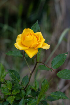 Yellow rose bloom in garden
