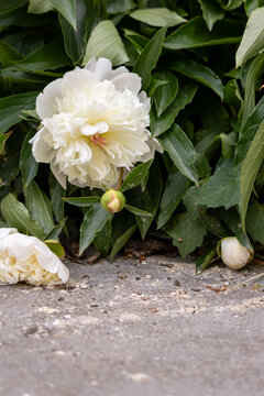 White peony flower blooming in garden
