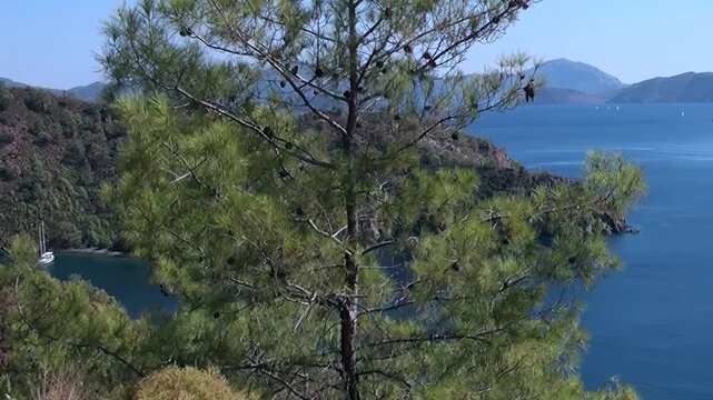 Golden sunlight illuminates a towering pine tree overlooking the stunning Oludeniz Bay in Turkey. Deep blue sea cradles a graceful white sailboat, nestled among rolling green mountains.
