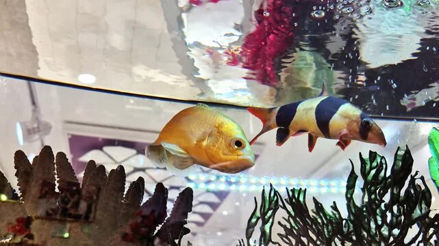 Two colorful fish (Astronotus ocellatus and Chromobotia macracanthus) swimming in an aquarium among artificial plants, aquatic life scene, pet hobby, calm underwater moment.