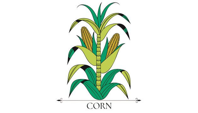 Very beautiful CORN plant with detailed leaves and mature ears, featuring an elegant botanical label reading "CORN", isolated on white background.