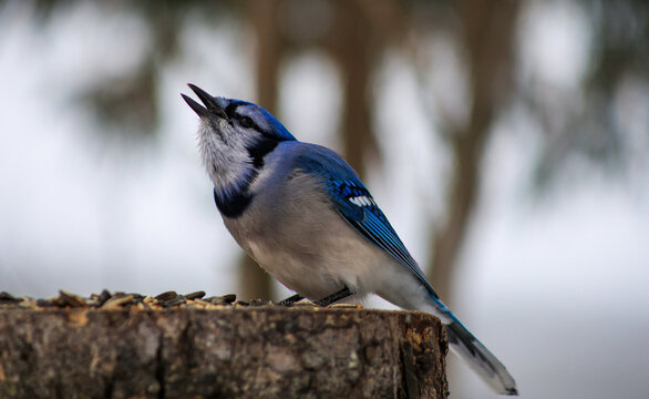 Blue Jay Calling While Perched on Tree Stump