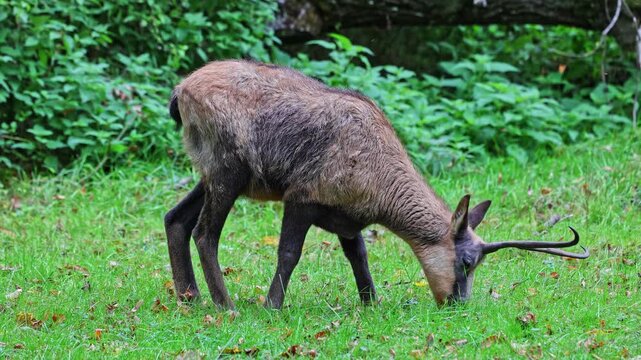 Apennine chamois, Rupicapra pyrenaica ornata, is living in the Abruzzo-Lazio-Molise National Park in Italy and the Pyrenees in Spain