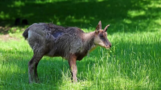 Apennine chamois, Rupicapra pyrenaica ornata, is living in the Abruzzo-Lazio-Molise National Park in Italy and the Pyrenees in Spain