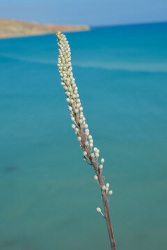 Drimia Maritima,  squill, sea squill, sea onion, and maritime squill