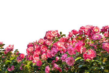 Obraz premium Vibrant bush of pink roses in full bloom with green leaves, cut out Perfect for floral designs, frame border, wedding invitations, and spring concepts