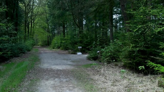 Approaching a fork in a lush green forest path