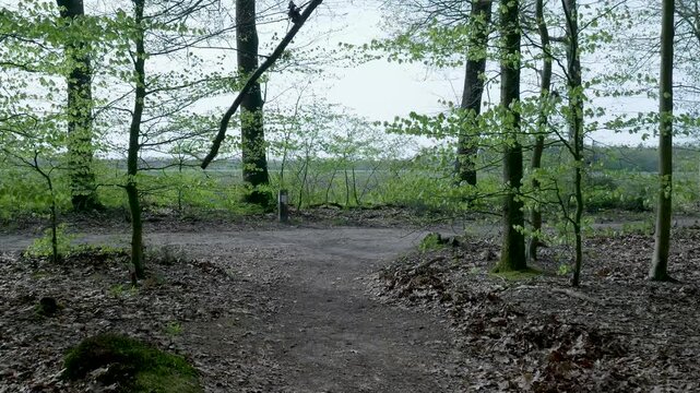 Fork in the road at a path in a beautiful spring forest