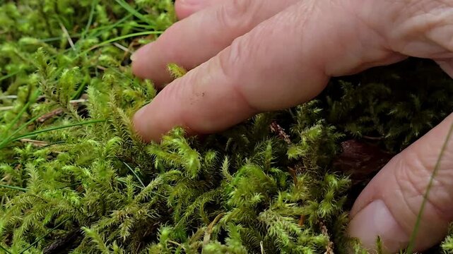Hand with grass. Norway. June 206