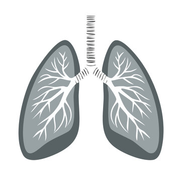 Illustration of human lungs with bronchi and bronchioles