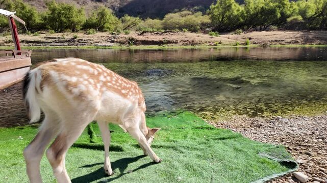 Spotted fawn standing on a pebbled riverbank, drinking water from a clear river in Wadi Darbat natural park, surrounded by green hills, showcasing wildlife and natural beauty in Dhofar, Oman