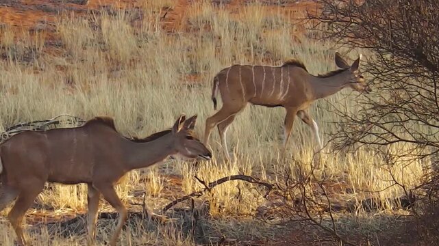 wildlife females of kudu on red desert sand in Namib Solitaire desert of the Namibia Africa.