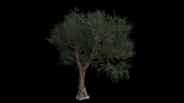 Common Olive Tree Swaying in Wind Loop Animation with Alpha Channel. Wind Blows The Olea Europaea Tree. European Olive Tree Leaves Swaying. Animated Tree Branches Moving in Breeze. Transparent BG. Loo
