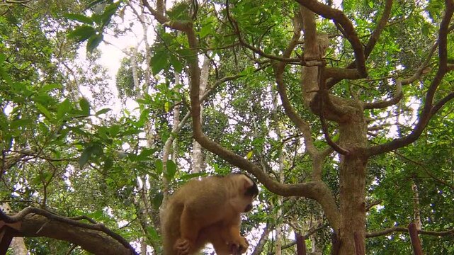 Bolivian Squirrel Monkey. Orange-brown Monkey in the forest, Saimiri Boliviensis species living in South America, Amazon rainforest basin of Brazil.