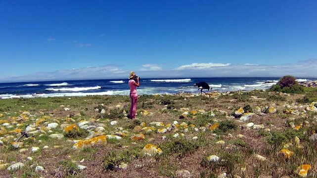 A Wild Ostrich along the Atlantic ocean shore with stormy in the spectacular scenery of the Cape of Good Hope, a section of Table Mountain National Park, Cape Peninsula, South Africa.