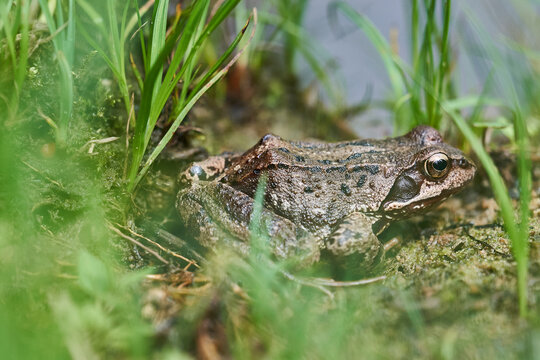 Close-up of a brown frog sitting in grass by a pond, natural amphibian portrait