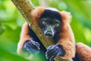 Fototapeta premium Red ruffed lemur clinging to a tree branch in lush Madagascar rainforest close-up portrait
