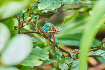 Vibrant chameleon perched on a leafy branch in tropical green forest habitat © Tobias