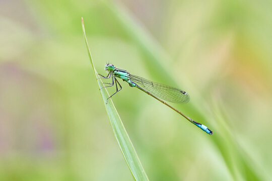 Green damselfly close-up perched on a grass blade &mdash; macro nature photograph showing delicate detail