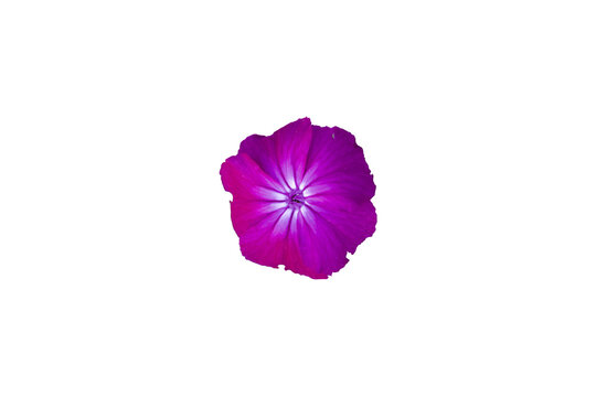 purple flower  with white inner strips Isolated on transparent background 