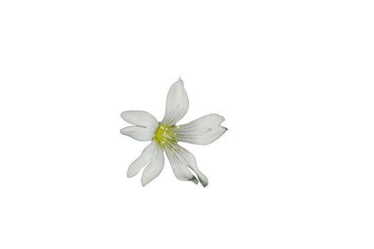 a white flower with a yellow center Isolated on transparent background 