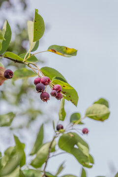 Ripe red fruits of serviceberry (Amelanchier, juneberry) on tree