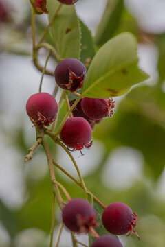 Ripe red fruits of serviceberry (Amelanchier, juneberry) on tree