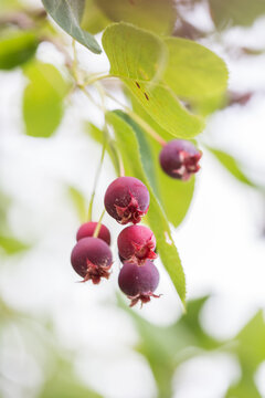 Ripe red fruits of serviceberry (Amelanchier, juneberry) on tree