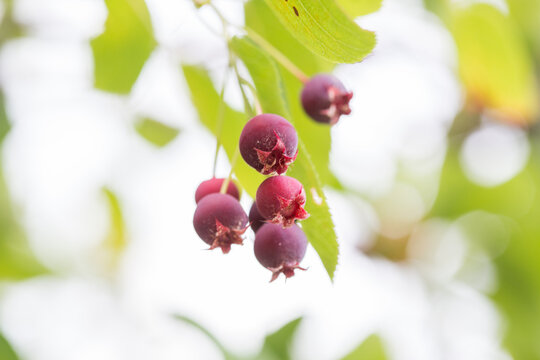 Ripe red fruits of serviceberry (Amelanchier, juneberry) on tree