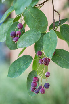 Ripe red fruits of serviceberry (Amelanchier, juneberry) on tree