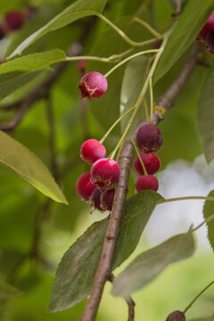 Ripe red fruits of serviceberry (Amelanchier, juneberry) on tree