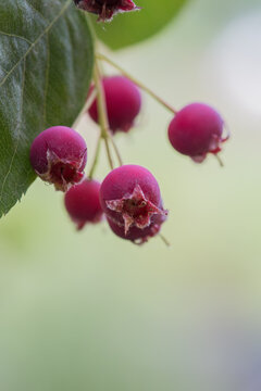 Ripe red fruits of serviceberry (Amelanchier, juneberry) on tree