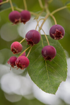 Ripe red fruits of serviceberry (Amelanchier, juneberry) on tree