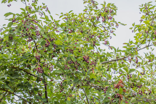 Ripe red fruits of serviceberry (Amelanchier, juneberry) on tree