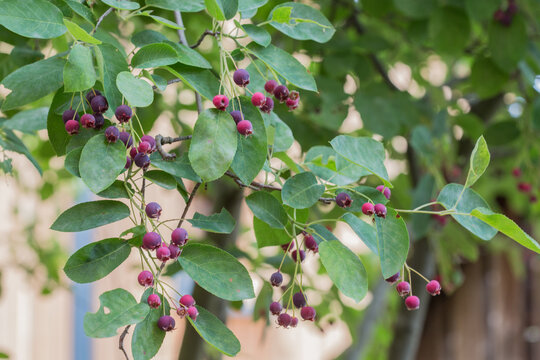 Ripe red fruits of serviceberry (Amelanchier, juneberry) on tree