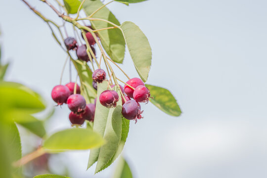 Ripe red fruits of serviceberry (Amelanchier, juneberry) on tree