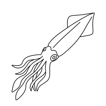 Sea squid illustration, marine animal vector drawing and outline coloring page.
