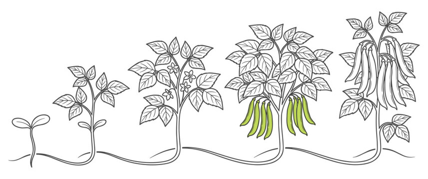 Bean plant growth cycle illustration on white background.