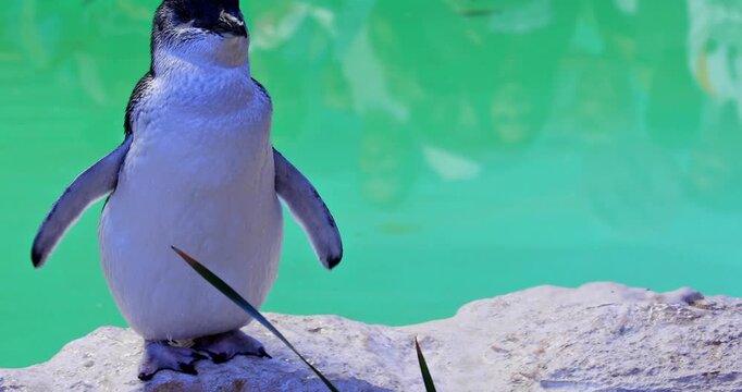 Close up of cute Little Penguin at Penguin Island in Rockingham, near Perth, Western Australia. A second penguin on blurred background. Penguin Island is famous for its large colony.